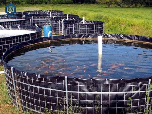 Revestimiento de tanque de HDPE para tanque de camarones fritos en Indonesia