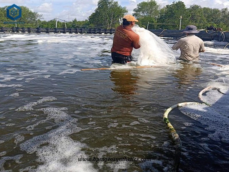 HDPE Pond Liner Roll for Shrimp Farm in Peru